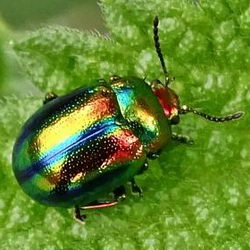 Chrysolina fastuosa Chrysolina fastuosa